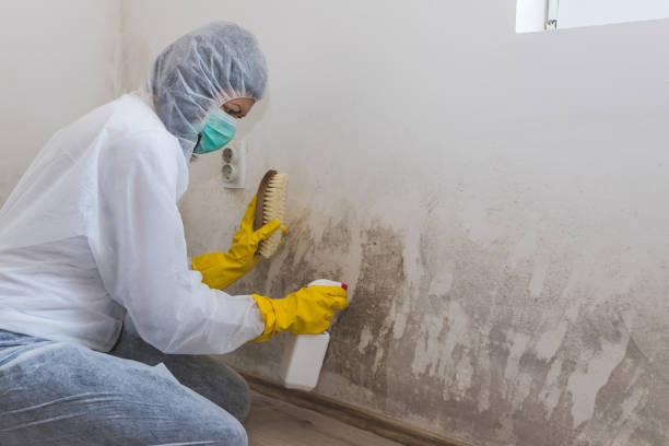 Best Industrial Mold Remediation  in Laguna Vista, TX