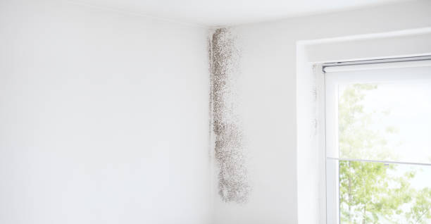 Best Mold Documentation for Insurance Claims  in Laguna Vista, TX