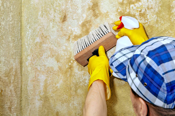 Best Air Quality Testing for Mold Spores  in Laguna Vista, TX