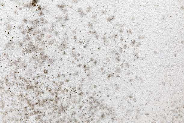 Best Comprehensive Air Testing for Mold Contaminants  in Laguna Vista, TX