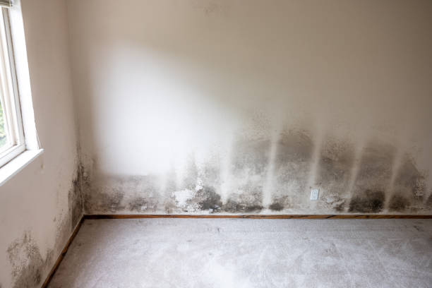 Best Crawl Space Mold Remediation  in Laguna Vista, TX