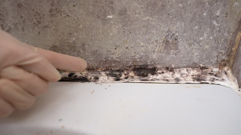 Best Flood Damage  in Laguna Vista, TX