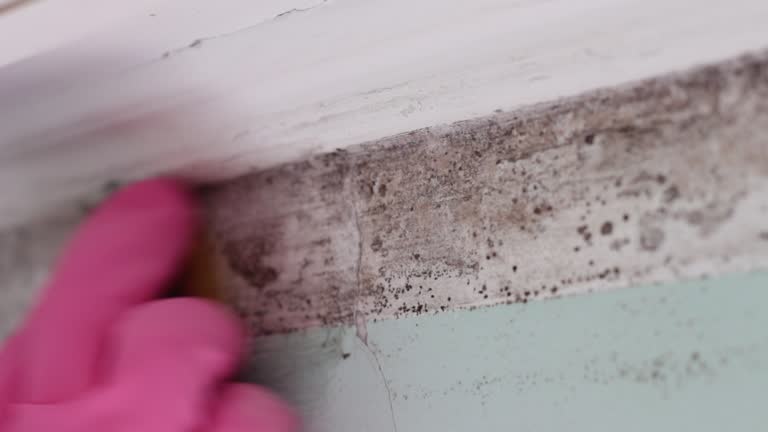 Best Biohazard Mold Removal  in Laguna Vista, TX